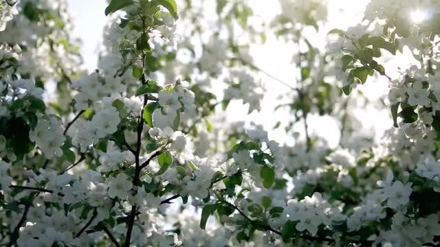 Blooming Garden: Stock Video