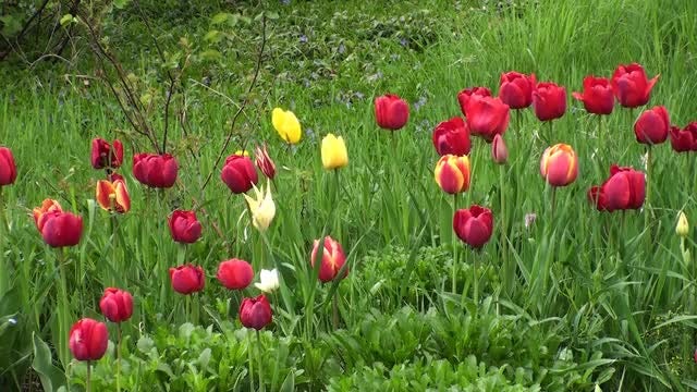 Romantic Garden Flowers: Stock Video