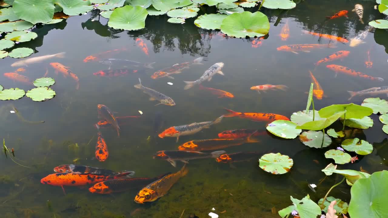 Koi Fish And Lily Pads Stock Video Motion Array