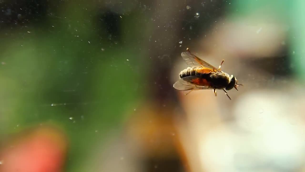 Big Fly Insect - Stock Video | Motion Array