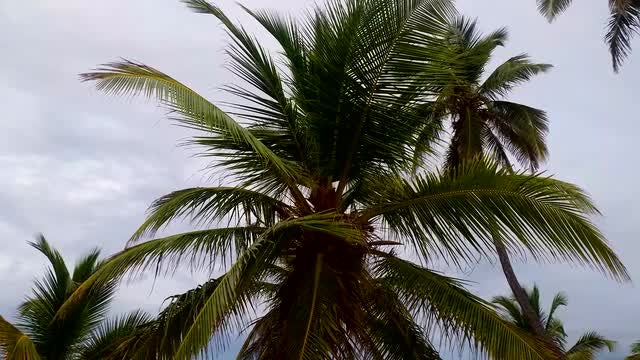 Palm Tree: Stock Video