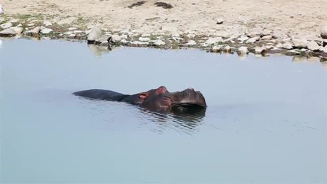 Hippopotamus: Stock Video