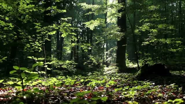 Summertime Forest: Stock Video