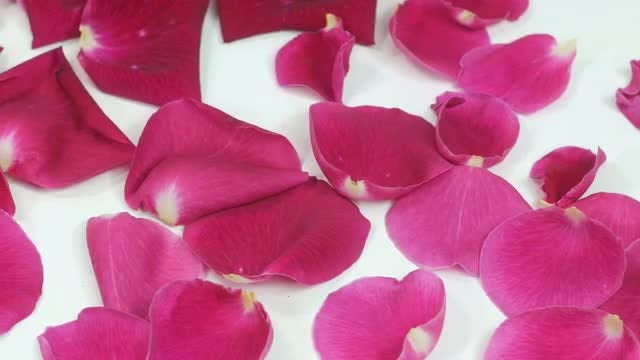 Pink Rose Petals: Stock Video