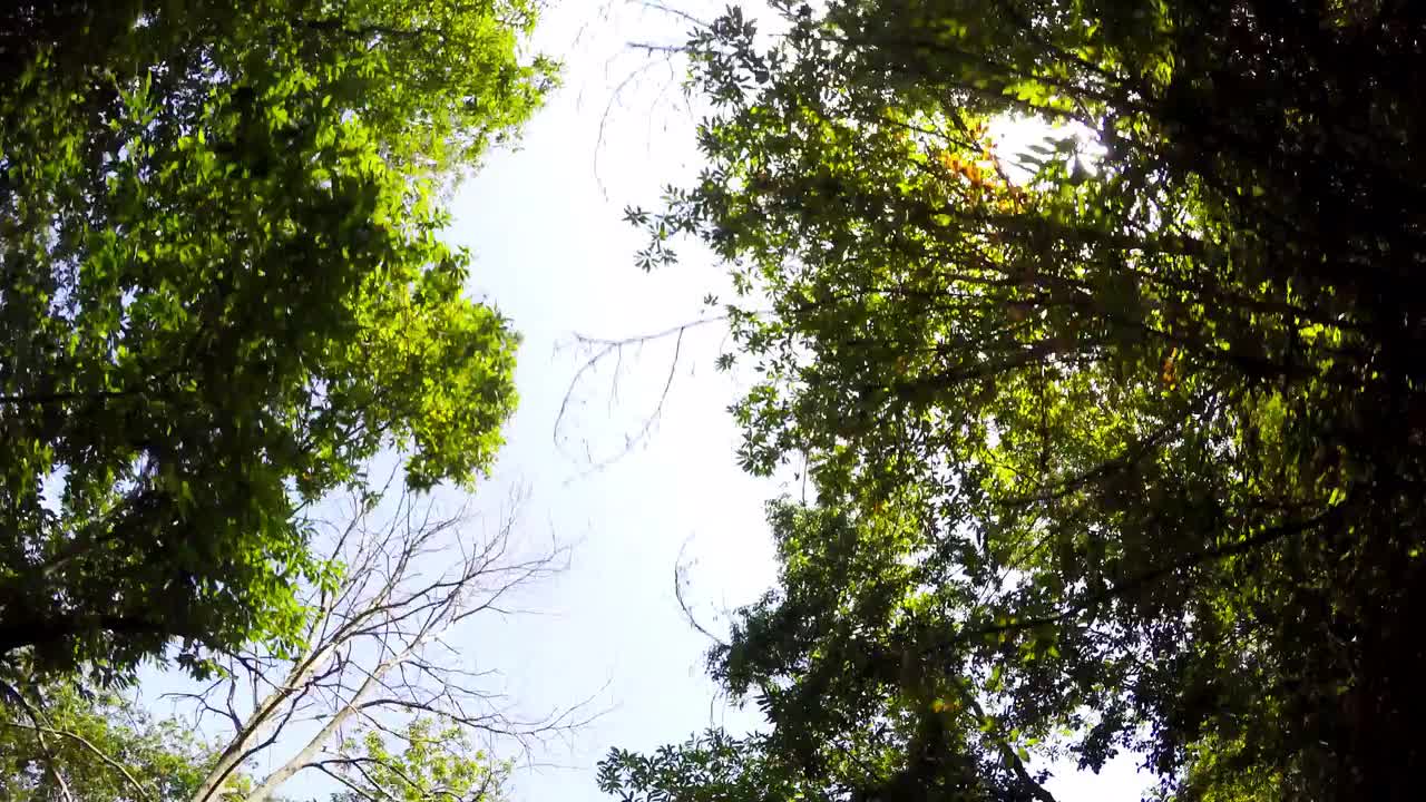 Under The Forest Trees Stock Video Motion Array