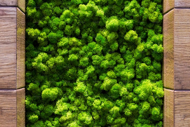 Green Moss Background - Stock Photos | Motion Array