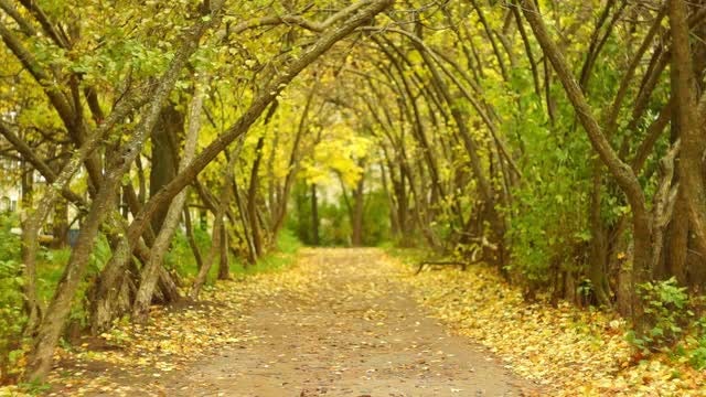Mystical Autumn Alley: Stock Video