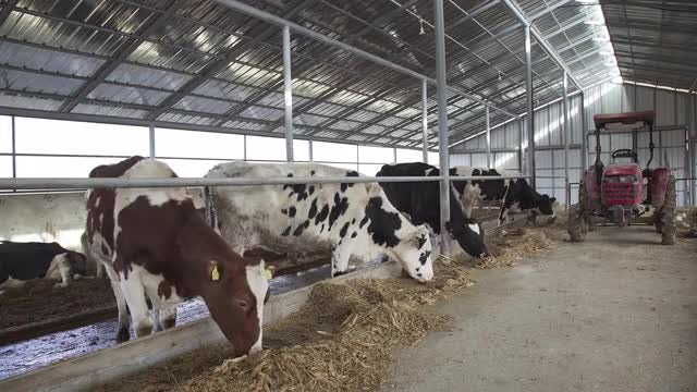 Dairy Cows: Stock Video
