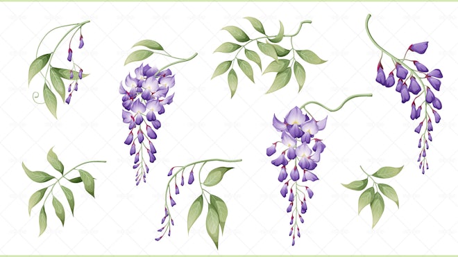 8 Purple Wisteria Flowers And Leaves - Graphics | Motion Array