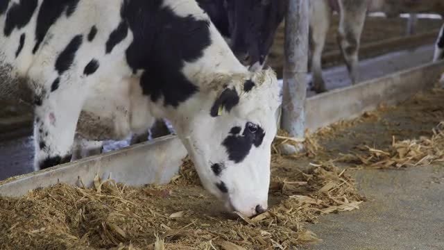 Cows Eating Hay: Stock Video