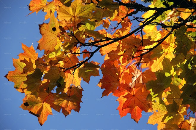 Autumn Leaves Of A Maple Tree - Stock Photos | Motion Array