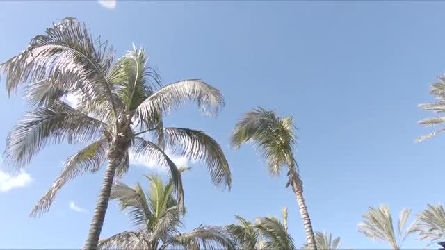 Sunny Palm Trees: Stock Video