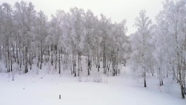 Birch Winter Forest: Stock Video