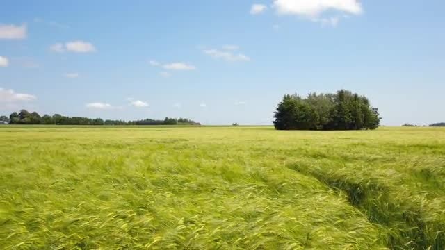 Cereal Field: Stock Video