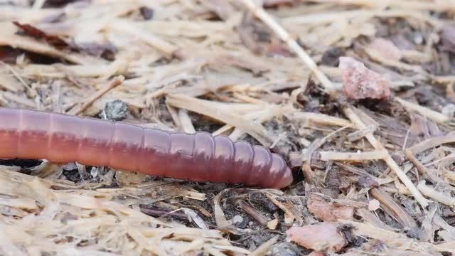Earthworm: Stock Video
