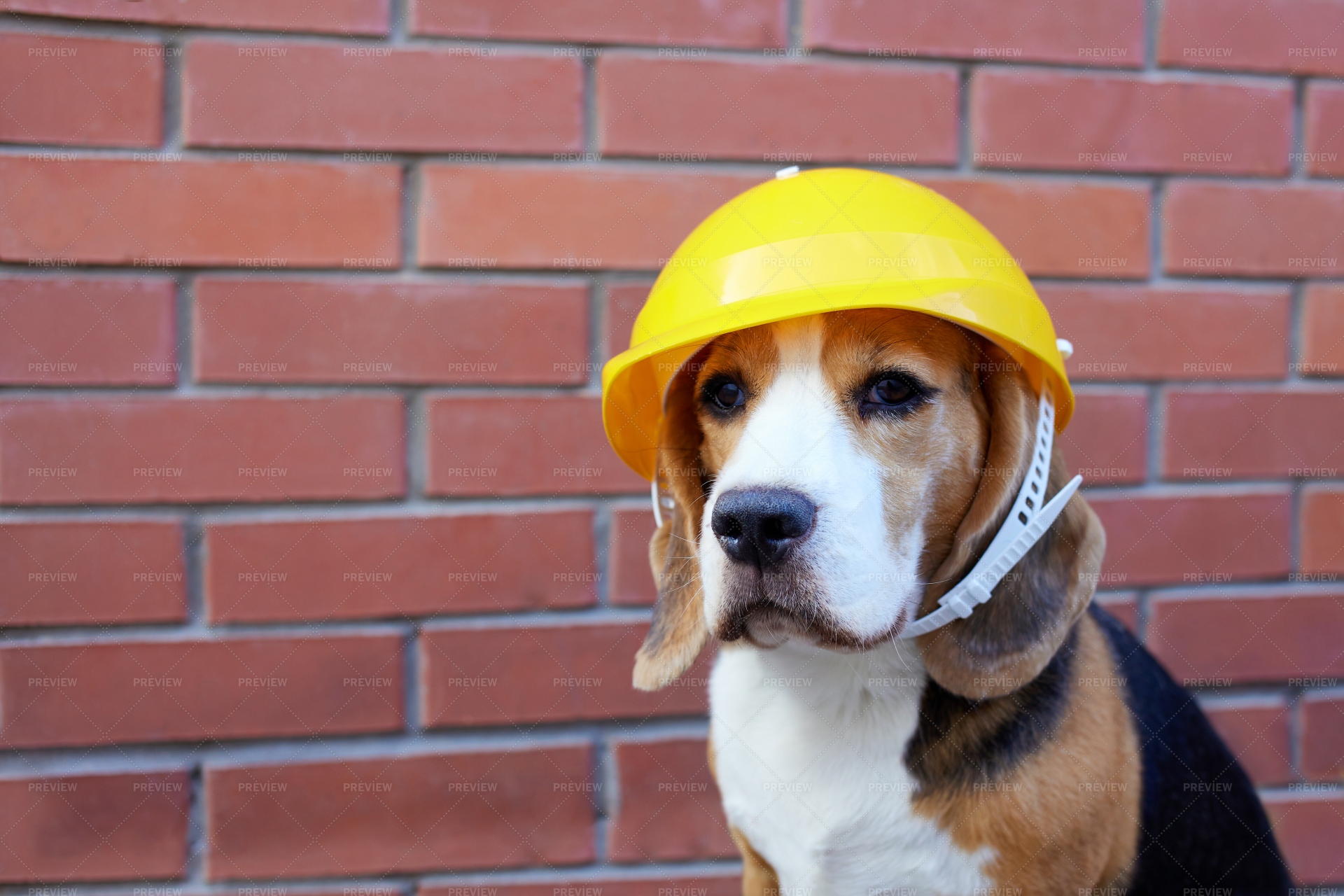 Dog with construction outlet hat