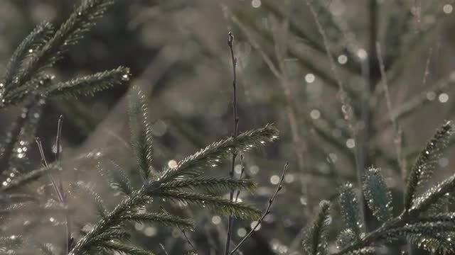 Nature Background: Stock Video