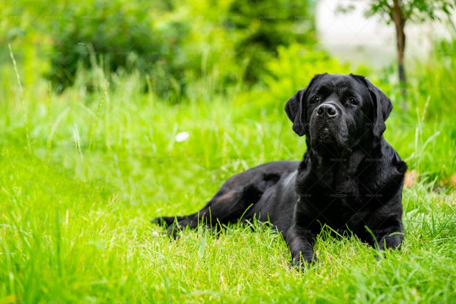 Big Black Labrador - Stock Photos | Motion Array