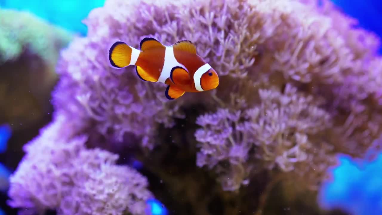 tropical clown fish