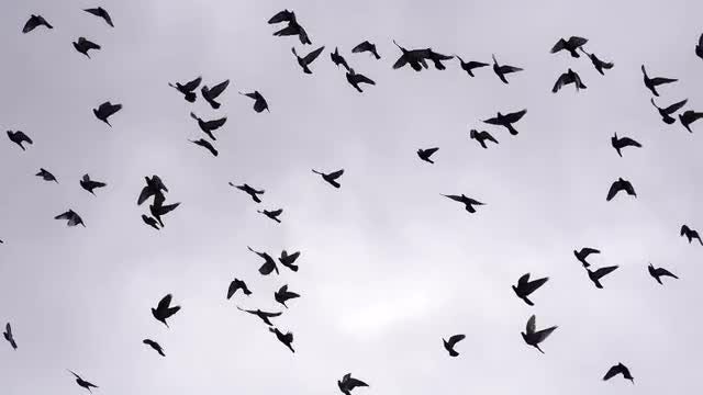 Birds Flying In Circles - Stock Video | Motion Array