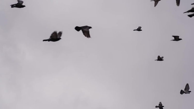 Birds In The Sky: Stock Video
