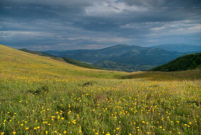 Yellow Flowers Field And Mountains - Stock Photos | Motion Array