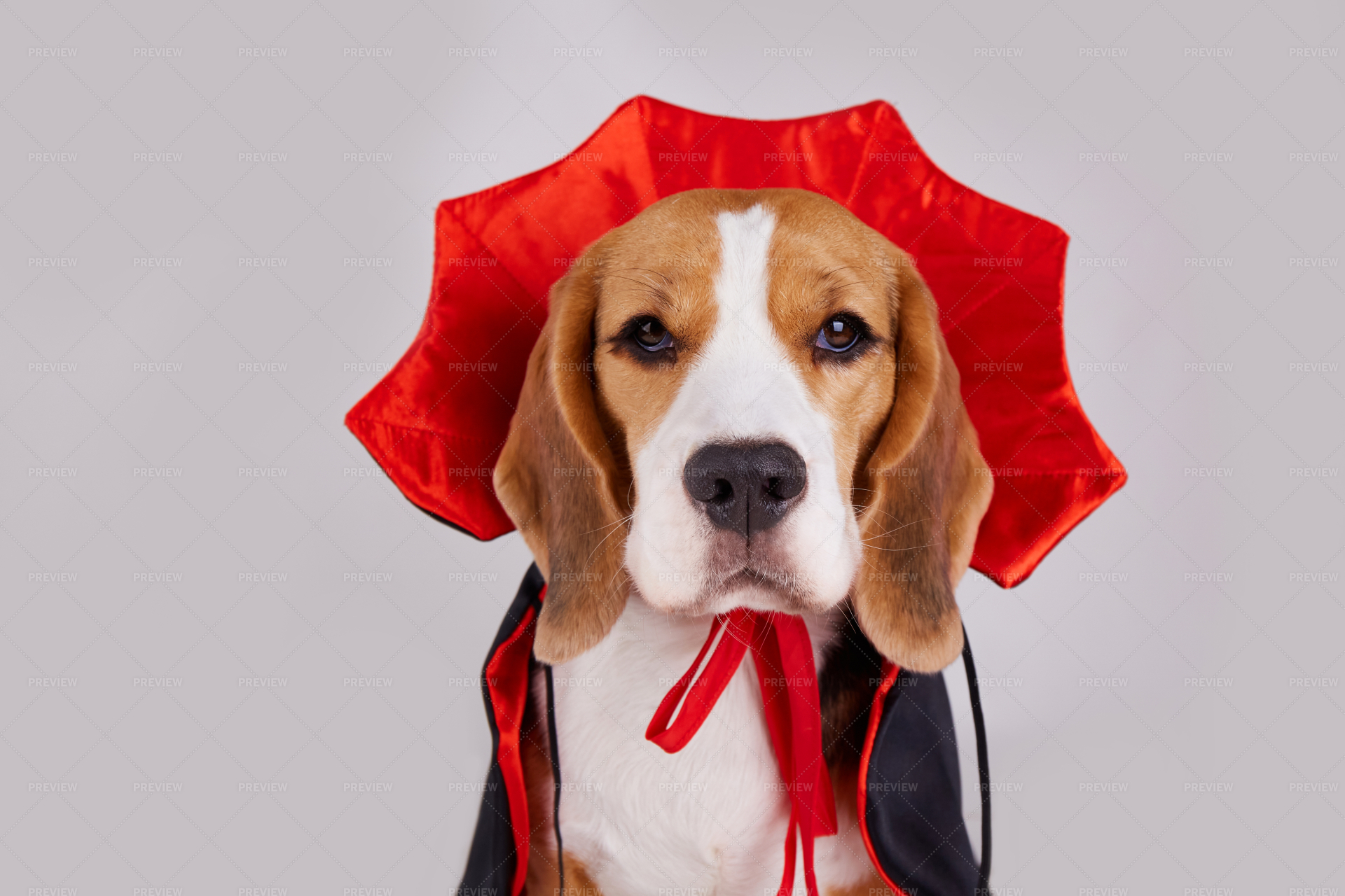 Beagle 2024 dog costume