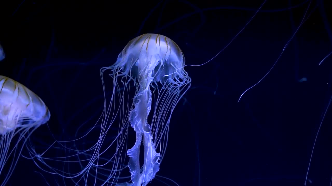 Jellyfish ереван фото