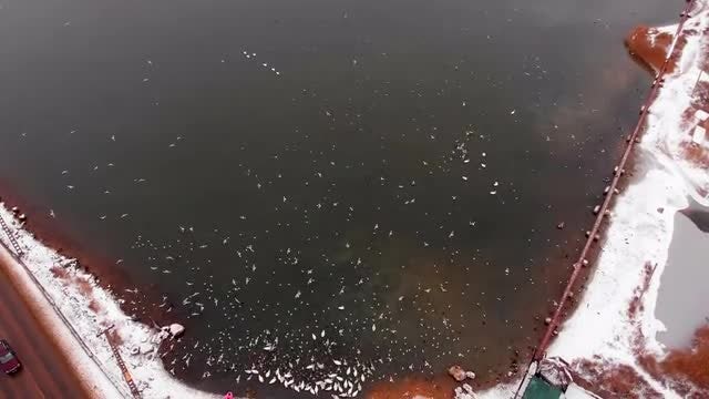Seagulls Over Winter River: Stock Video