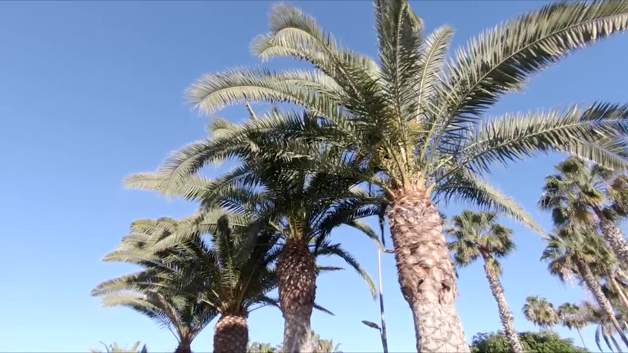 Palm Tree Drive - Stock Video | Motion Array