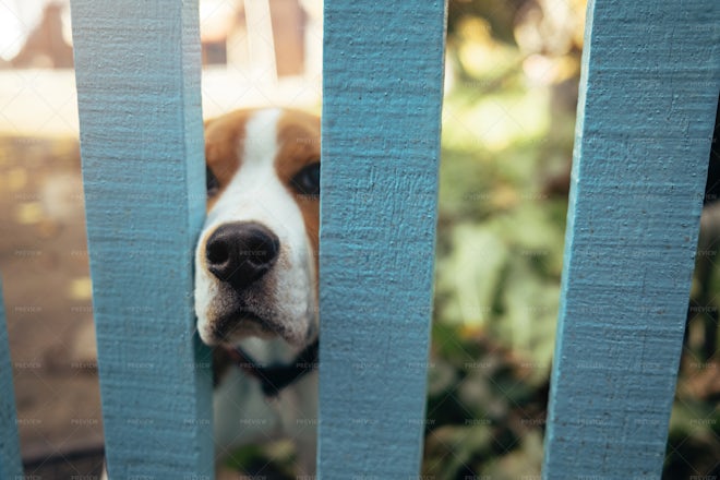 Beagle Puppy Through Fence Stock Photos Motion Array