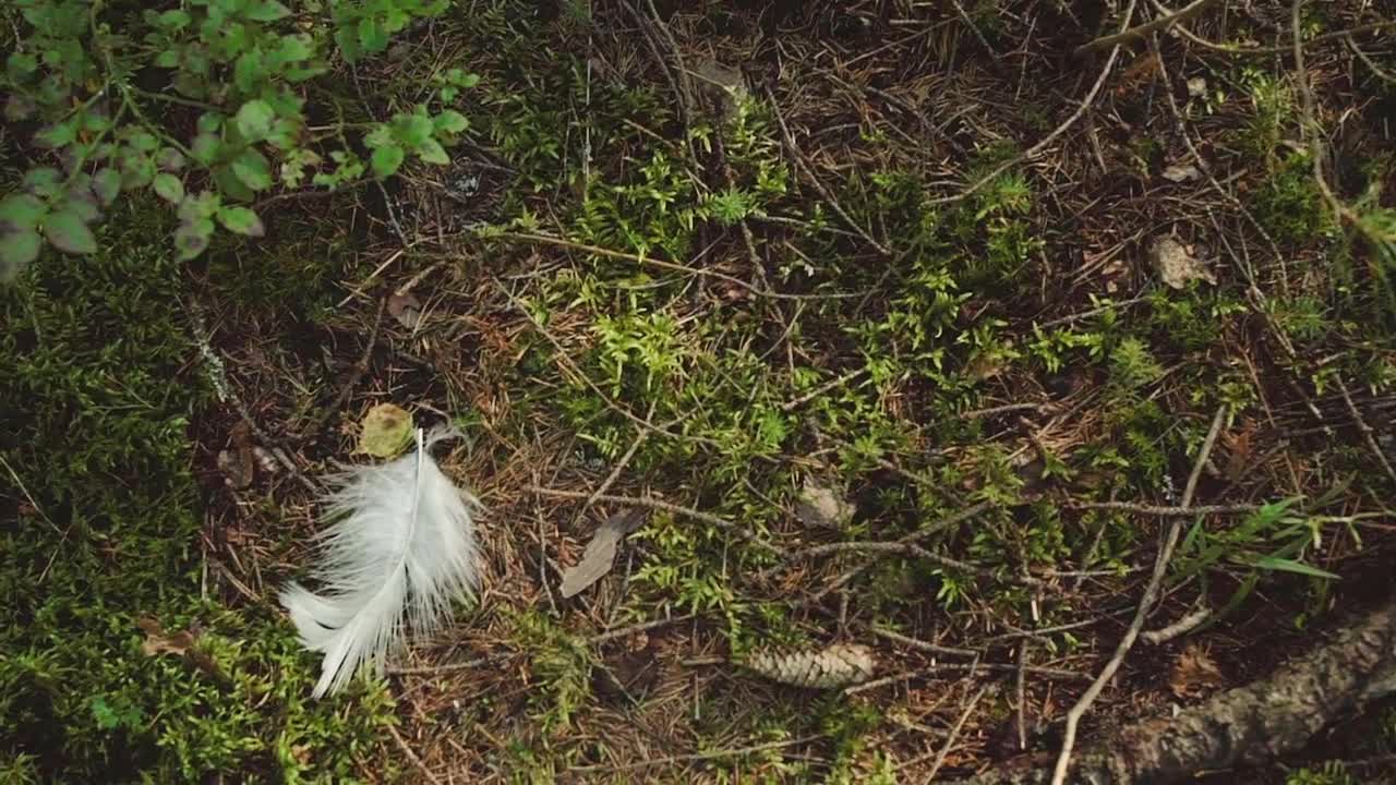 White Feather Falls Stock Video Motion Array