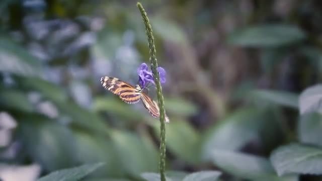 Colorful Butterfly On Flower: Stock Video