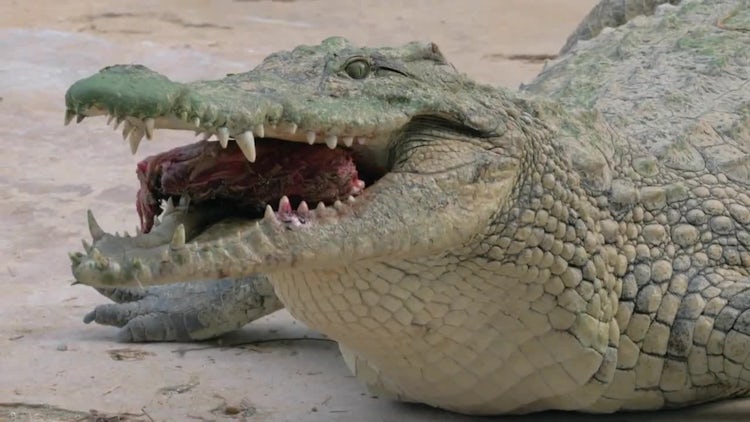 Crocodile Eating Meat - Stock Video | Motion Array