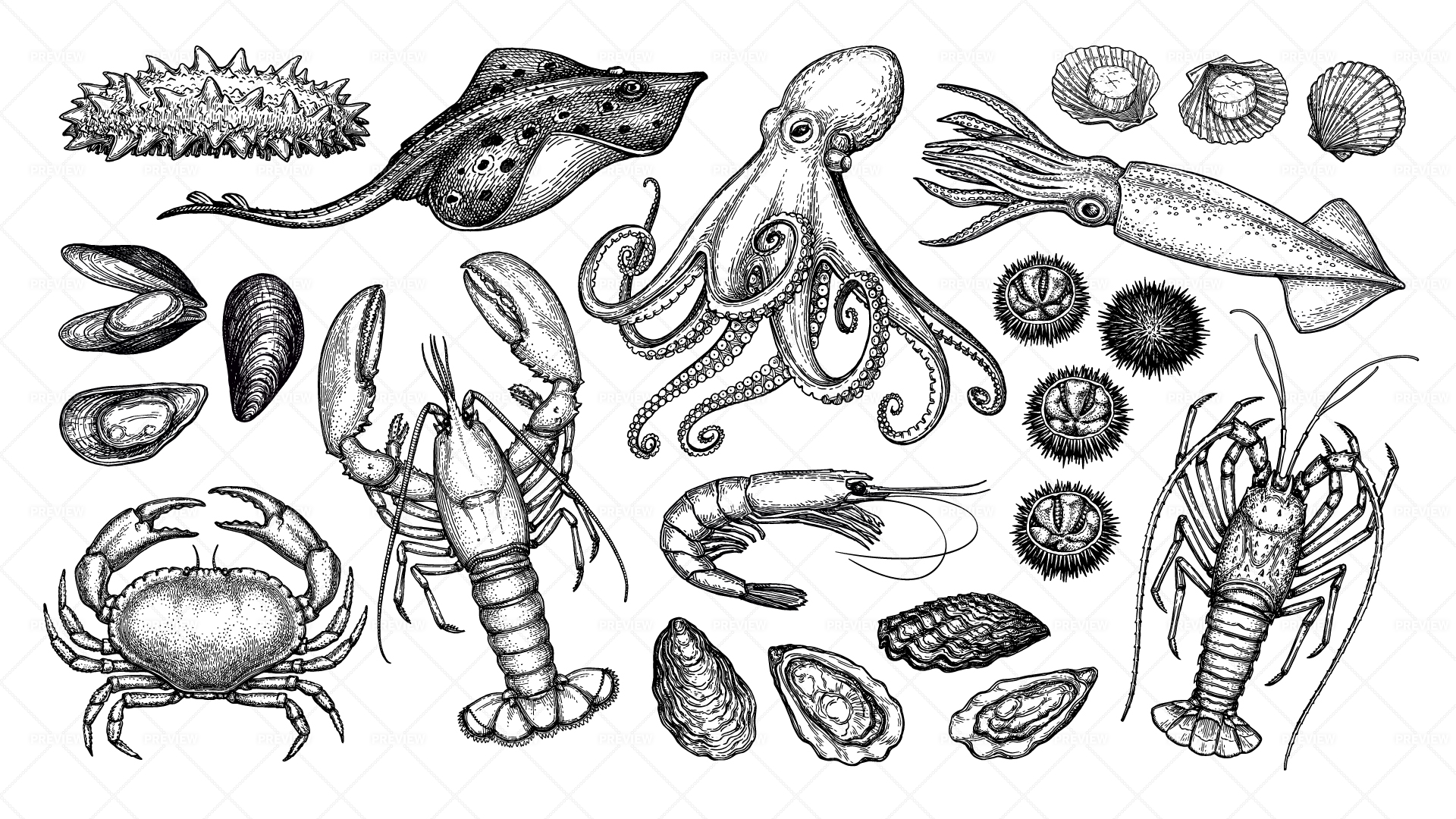 Amazon.com: 24x16 Inchset Realistic sea Creatures Drawn Vector Sketch  Kitchen Shower Floor mat Game mat pet mat Soft Flannel Fabric Non-Slip  Backing Absorbent Door mat : Home & Kitchen