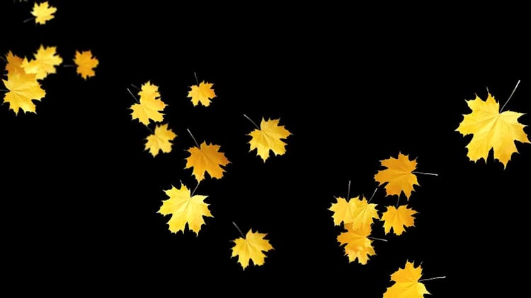 Autumn Leaves Falling: Stock Motion Graphics