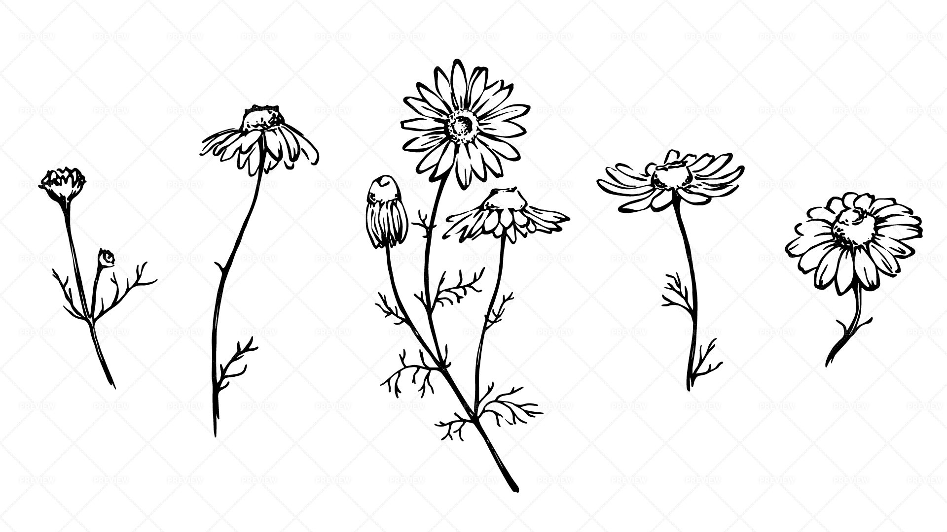 Chamomile By Hand Drawing Daisy Wheel Stock Vector Royalty Free  1940081596  Shutterstock