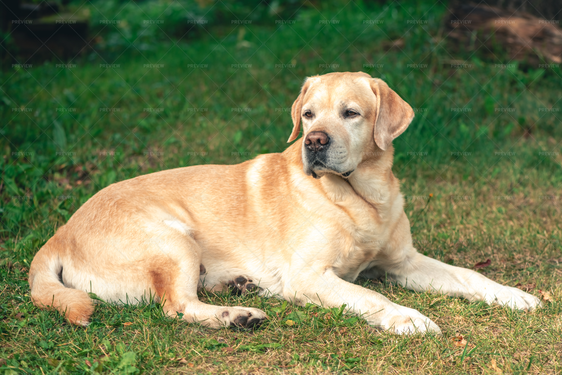 Thoroughbred labrador cheap