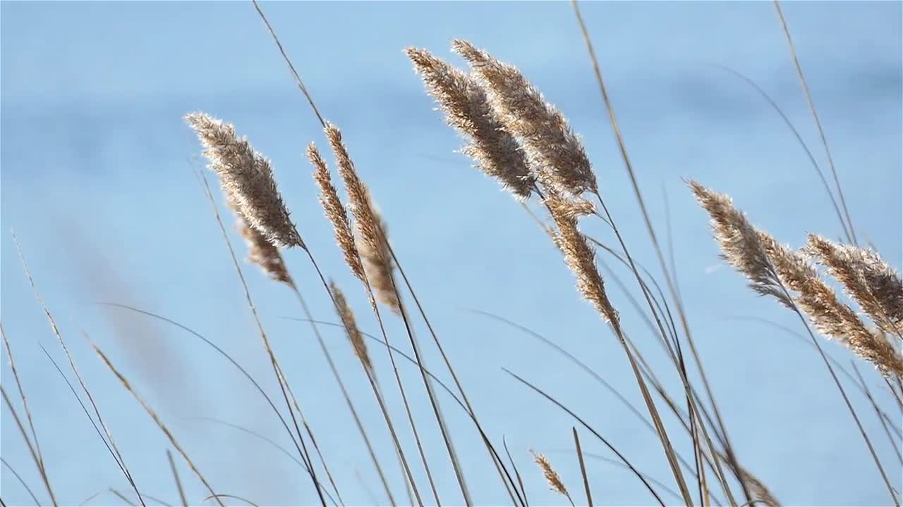 Dry Grass Stock Video Motion Array