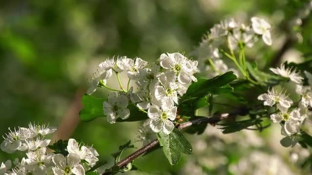 Hawthorn In Bloom: Stock Video