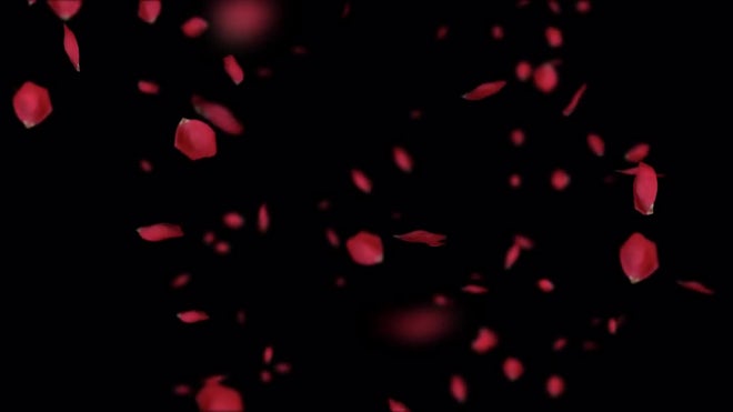 Rose Petals Falling Pack Stock Motion Graphics Motion Array
