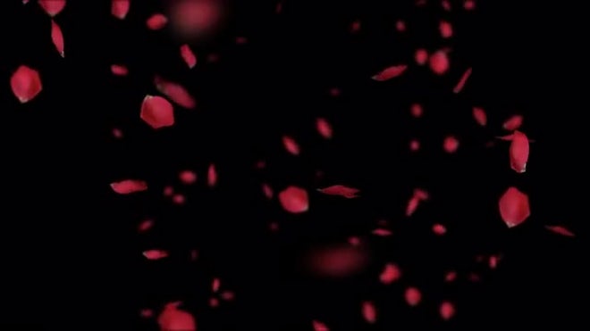 Rose Petals Effect For Overlay - Stock Motion Graphics | Motion Array