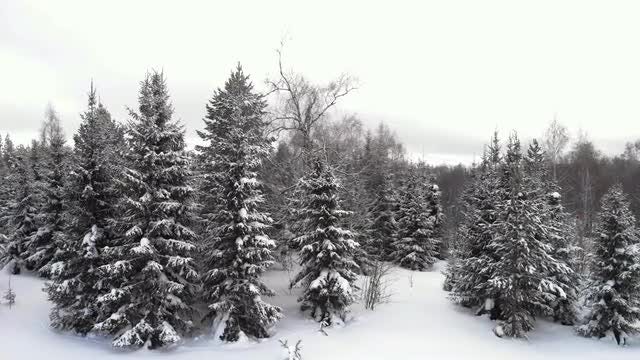 Spruce Trees: Stock Video