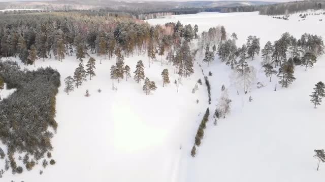 Fresh Snow On Forest: Stock Video