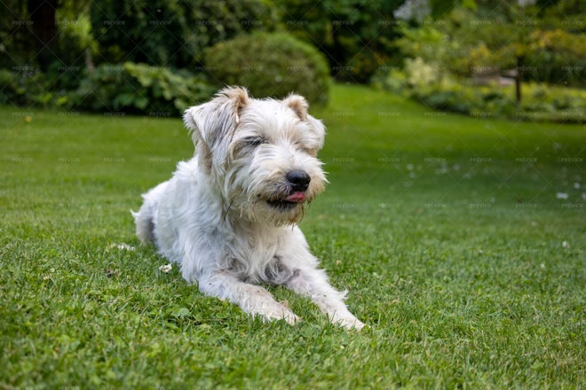 Jack Russel Laying Down In Garden - Stock Photos | Motion Array