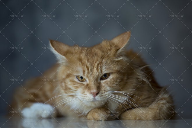 angry cat with green eyes Stock Photo