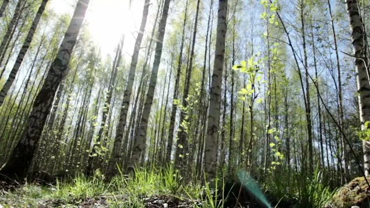 Bright Forest: Stock Video