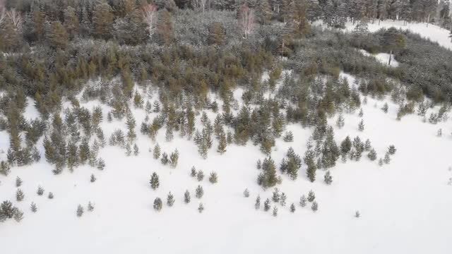 Snowy Hillside Forest: Stock Video