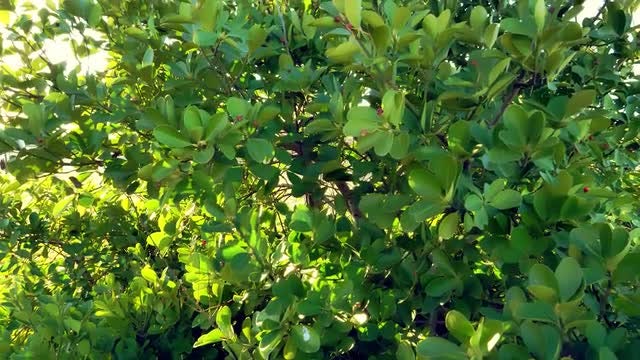 Green Leaves: Stock Video