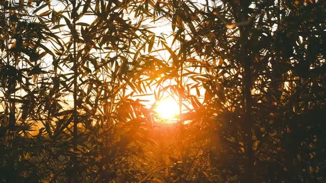 Sunset Through Bamboo: Stock Video